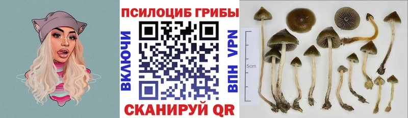 цена   Саянск  Псилоцибиновые грибы Psilocybine cubensis 
